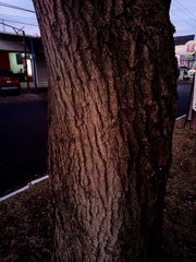 Tabebuia rosea