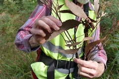 Eucalyptus macrorhyncha