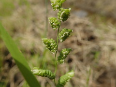 Beckmannia syzigachne