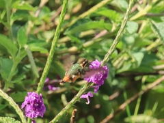 Chaetocercus heliodor