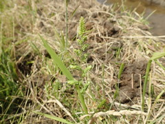 Beckmannia syzigachne