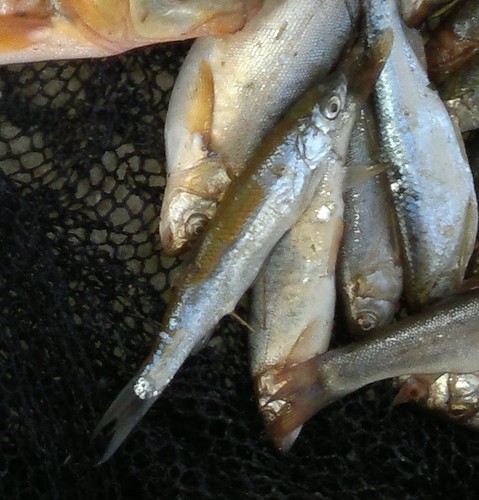 Alburnus oblongus