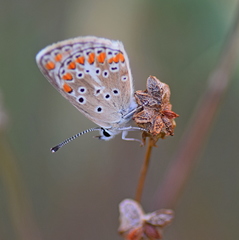 Aricia agestis