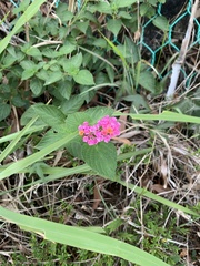 Lantana camara