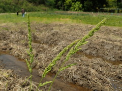 Beckmannia syzigachne