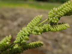 Beckmannia syzigachne