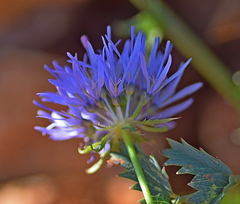 Jasione heldreichii