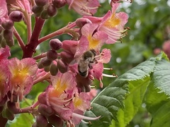 Aesculus hippocastanum