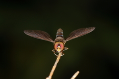 Ocyptamus antiphates