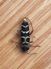 Neoclytus caprea