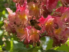 Aesculus hippocastanum
