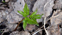 Aegopodium podagraria