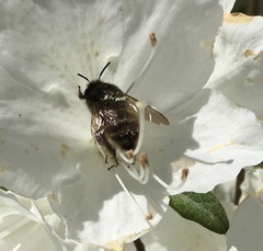 Anthophora