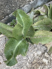 Kalanchoe