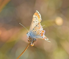 Aricia agestis