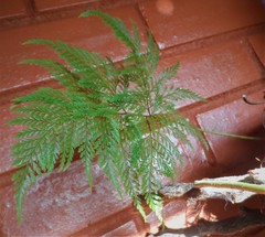 Davallia fejeensis