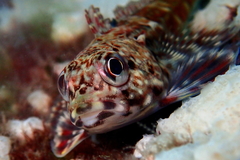 Bovichtus angustifrons