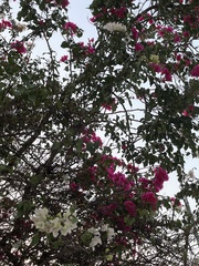 Bougainvillea