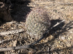 Mammillaria barbata
