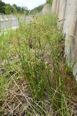 Juncus wallichianus