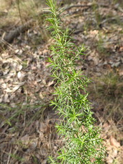 Acacia verticillata