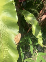 Cupha erymanthis erymanthis