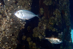 Pseudocaranx wrighti