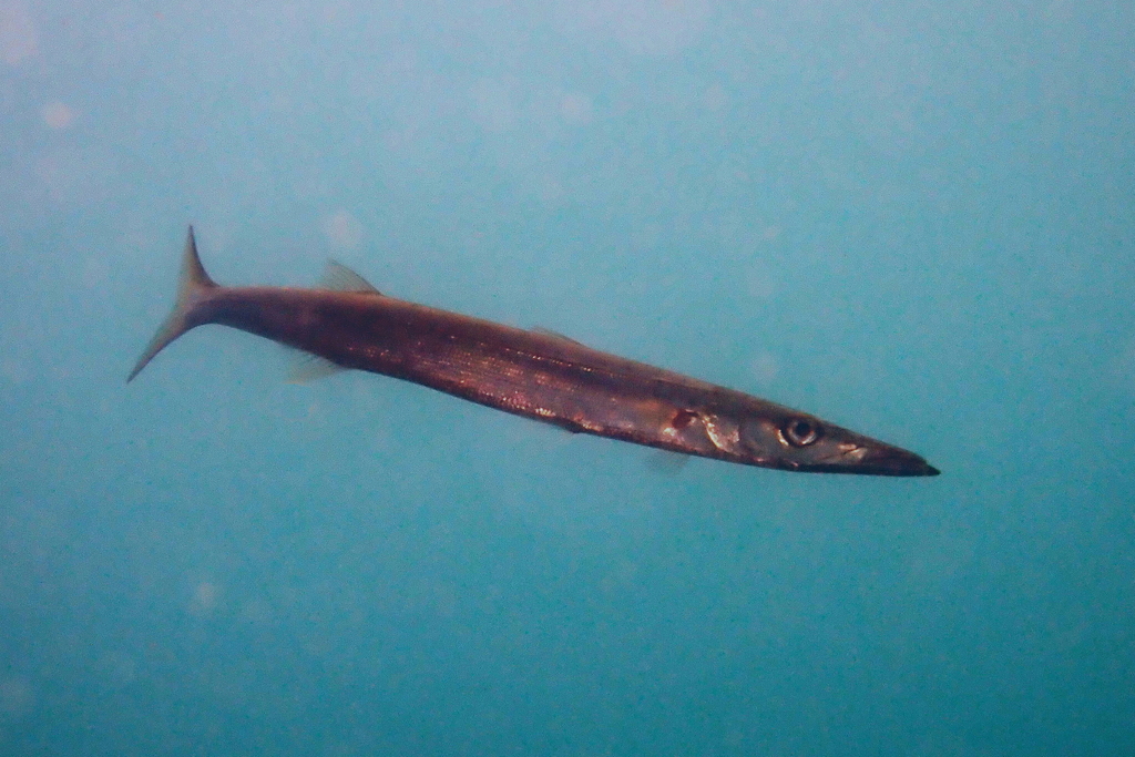 Shortfinned Barracuda