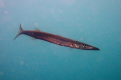 Shortfinned Barracuda photo 1