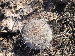 Mammillaria barbata