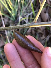 Amphibolips acuminata