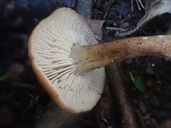 Lentinellus tasmanicus