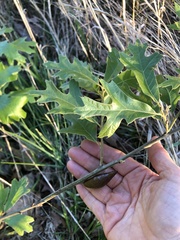 Amphibolips acuminata