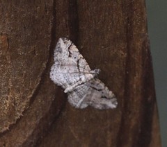 Costaconvexa