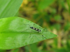 Gymnastes flavitibia