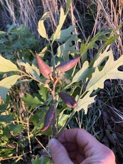 Amphibolips acuminata