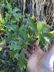 Amphibolips acuminata