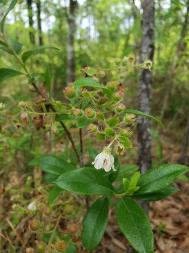 Image of Gaylussacia mosieri by (c) Jody Shugart, some rights reserved (CC BY)