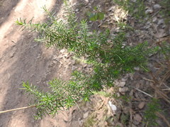 Acacia verticillata