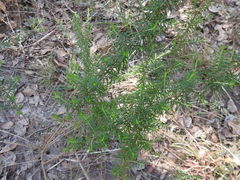 Acacia verticillata