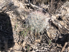 Mammillaria barbata