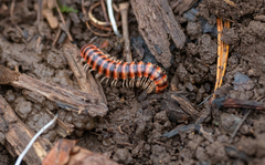 Semionellus placidus