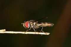 Ocyptamus antiphates