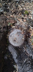Mammillaria haageana haageana