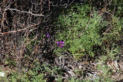 Romulea kamisensis