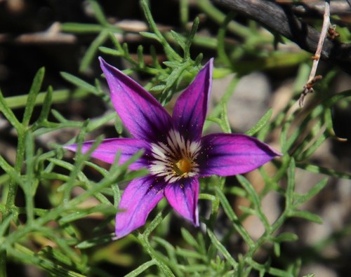 Image of Romulea kamisensis by (c) Tony Rebelo, some rights reserved (CC BY-SA)