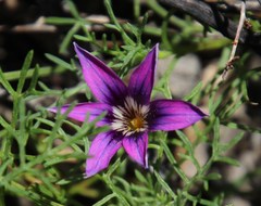 Romulea kamisensis
