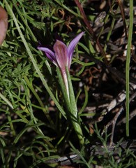 Romulea kamisensis