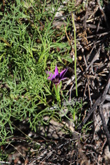 Romulea kamisensis