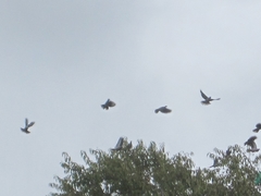 Patagioenas fasciata